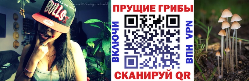 Галлюциногенные грибы MAGIC MUSHROOMS  Новоузенск 